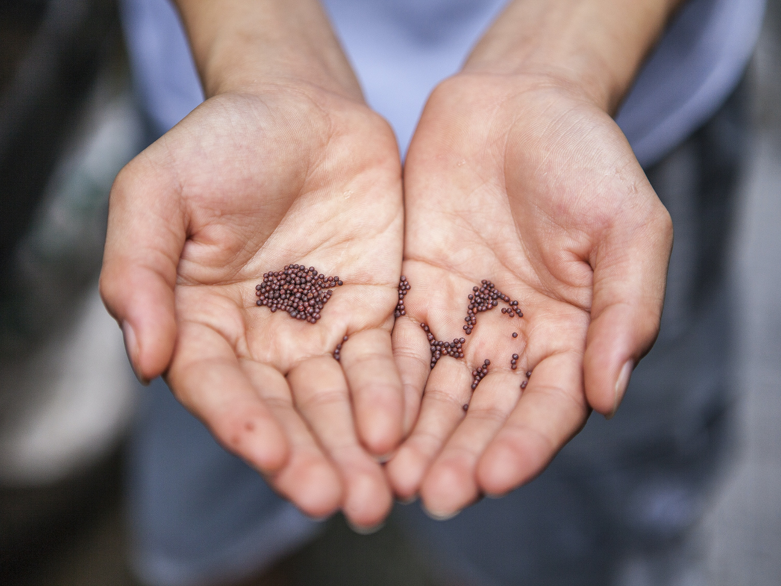 Seeds for vertical farming