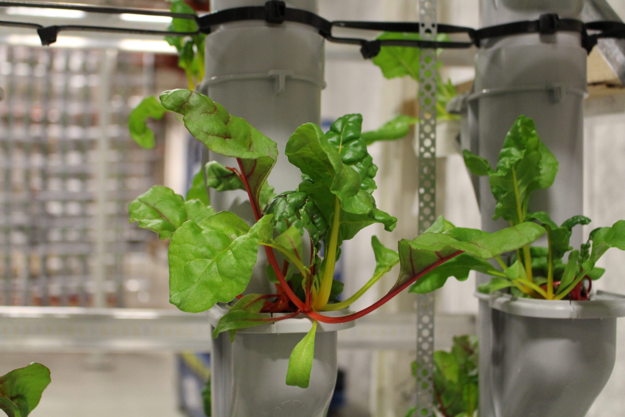 Vertically grown leafy greens