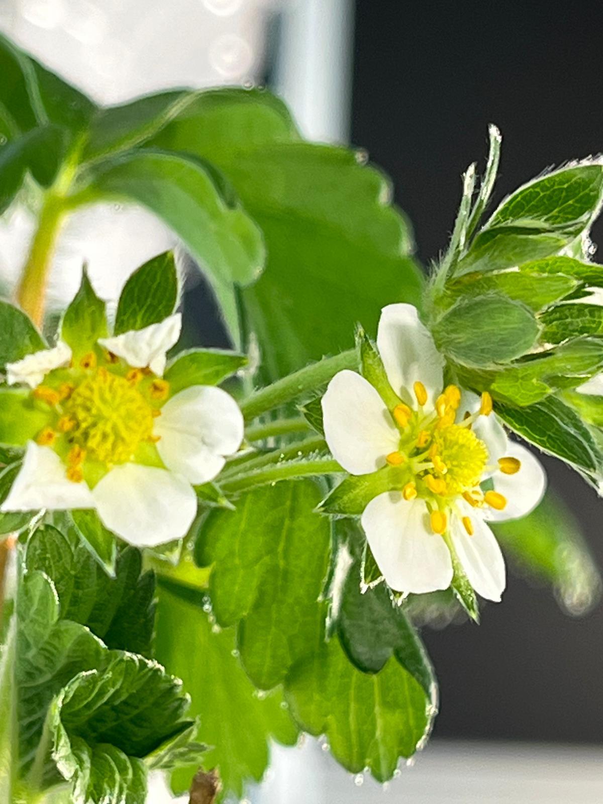 Vertically grown flowers