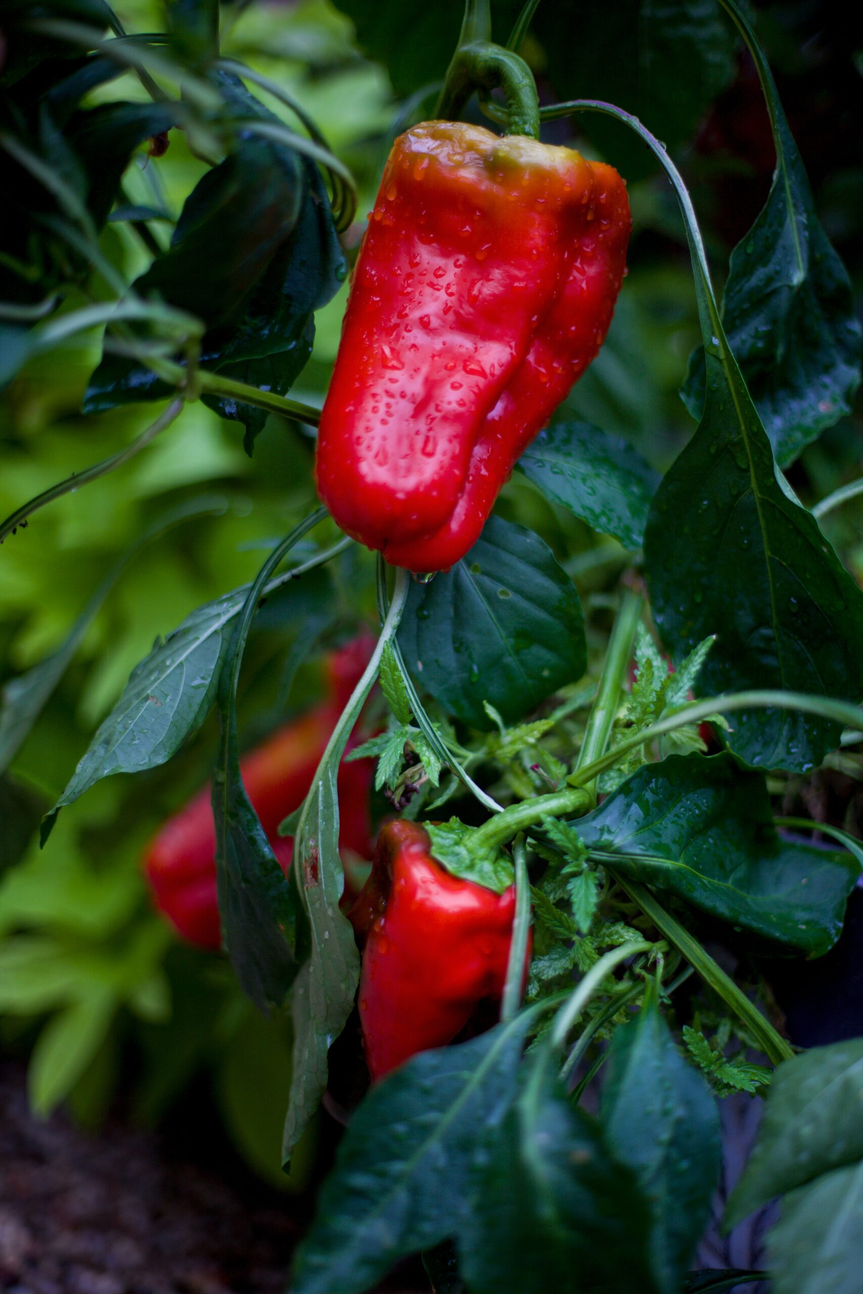 Vertically grown paprika